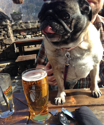 rosie at the pub